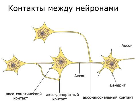 Взаимосвязь палочкоядерных нейтрофилов с другими клетками