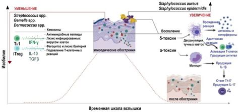 Взаимосвязь синтеза интерлейкинов в коже с иммунным ответом