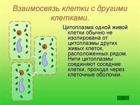 Взаимосвязь центробластов и центроцитов с другими клетками