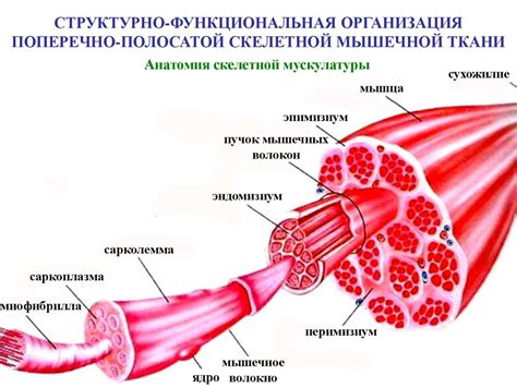 Вибрационное воздействие на мышцы и ткани