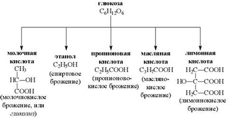 Виды брожения в биологии