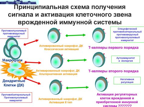 Виды иммунной защиты: врожденной и адаптивной