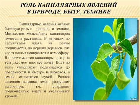 Виды капиллярных явлений в природе и в повседневной жизни