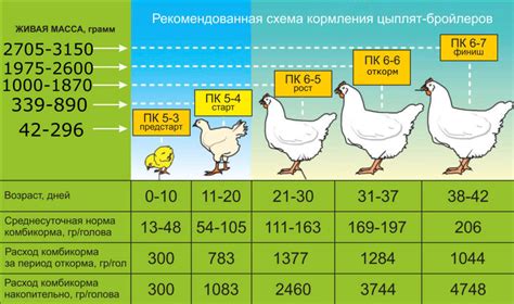 Виды корма и режим кормления