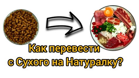 Виды трактовок опарышами сырым мясом снов