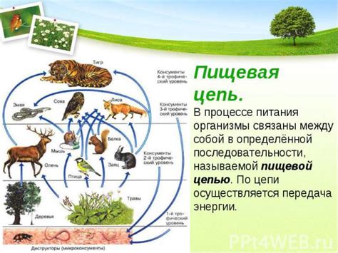 Виды экологических связей в биологических системах