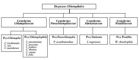 Виды Chlamydia spp у кошек