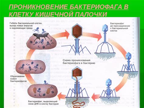 Вирусы: неклеточные организмы