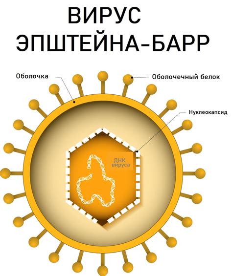 Вирус Эпштейна-Барра: причины и симптомы