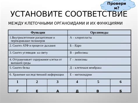 Вклад лизосом в обмен веществ между клеточными органоидами