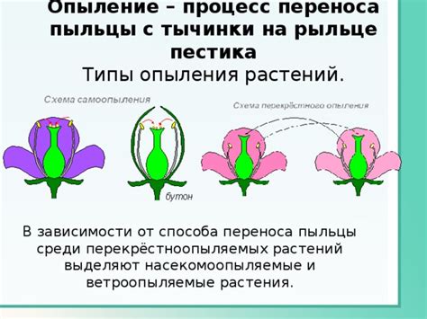 Вклад пестика в процессы опыления