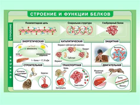 Вклад протеиновых добавок