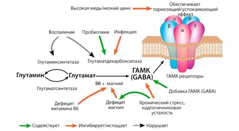 Влияние ГАМК на нервную систему