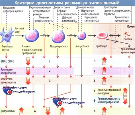 Влияние анемии на обмен веществ и работу организма