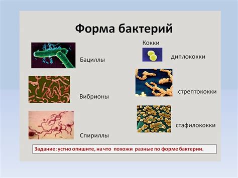 Влияние бактерий на развитие гнойников