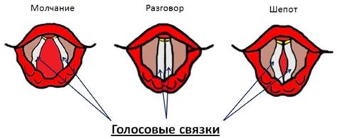 Влияние воздействия крика на голосовые связки