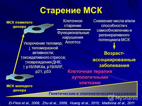 Влияние возраста на репаративную способность клеток