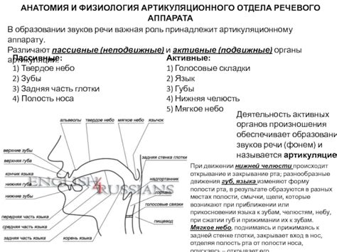 Влияние голосового отдела речевого аппарата на артикуляцию