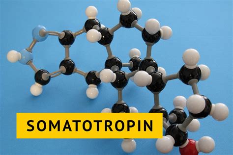 Влияние гормона роста