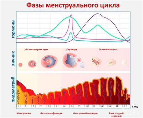 Влияние единичных фолликулов на цикл яичников