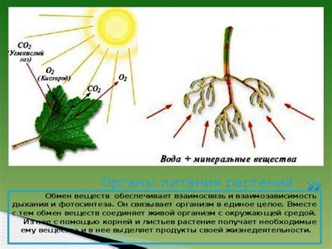 Влияние железа на обмен веществ