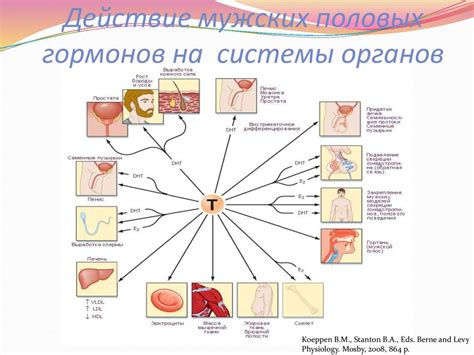 Влияние женских гормонов на пиво