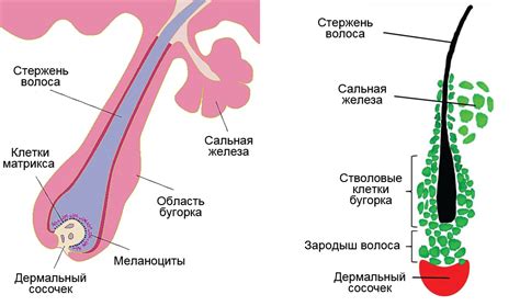 Влияние кислородного дефицита на волосяные фолликулы