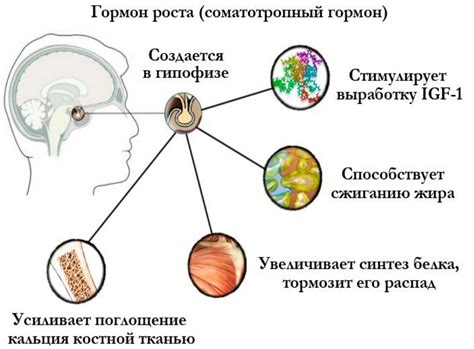 Влияние колотного гормона роста на женщину