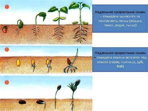 Влияние любви на здоровый рост и развитие