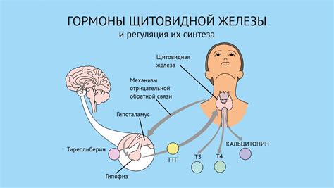 Влияние медицинских процедур на работу щитовидной железы