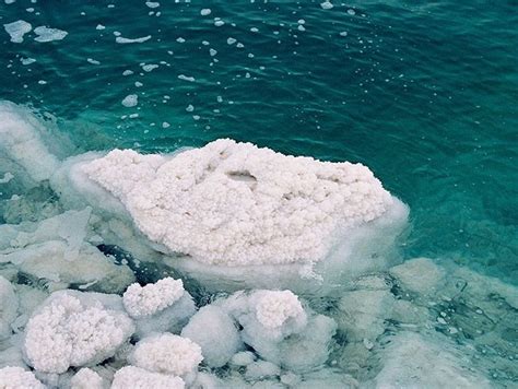 Влияние морской воды на организм собаки