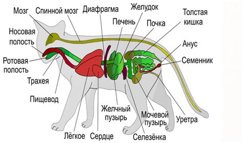 Влияние мурчания на организм кота