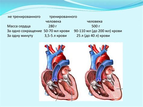 Влияние нагрузки на сердечно-сосудистую систему