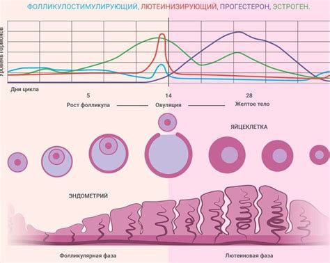 Влияние наступления овуляции на длительность эстрального цикла