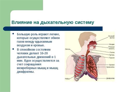 Влияние на легкие и дыхательную систему