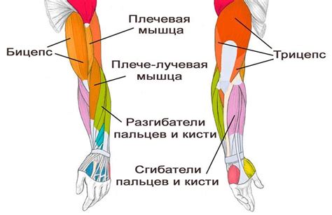 Влияние на мышцы рук и верхней части тела