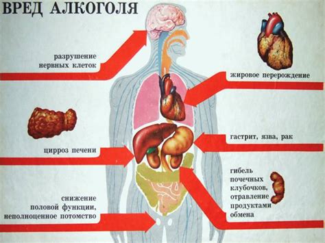 Влияние на органы