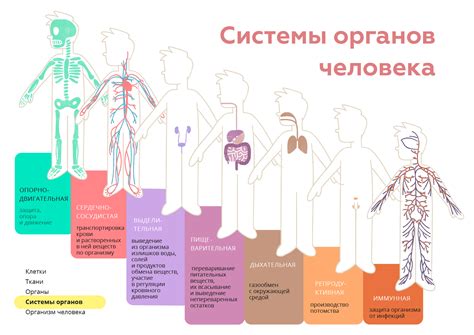 Влияние на отдельные органы и системы организма