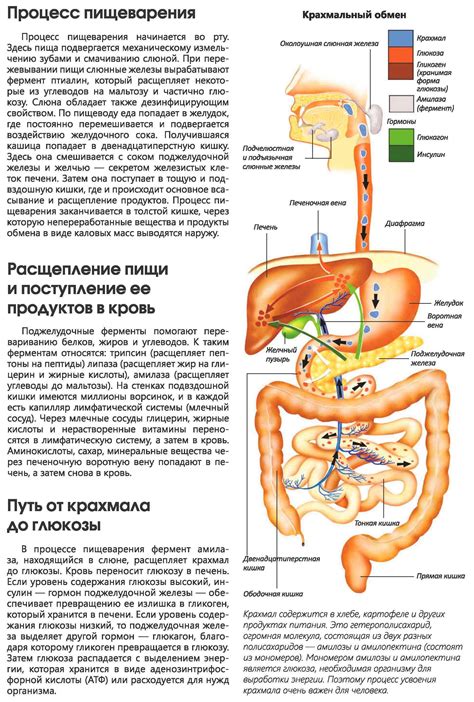 Влияние на пищеварительную систему: