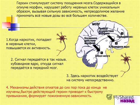 Влияние на работу головного мозга