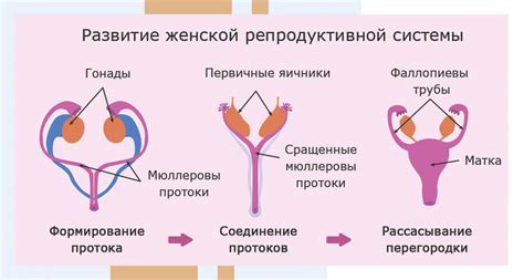 Влияние на работу репродуктивной системы