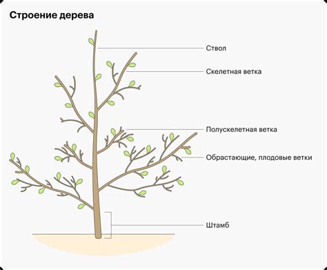 Влияние на рост и плодоношение дерева