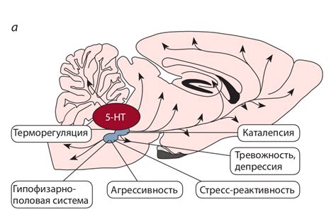 Влияние на серотониновую систему