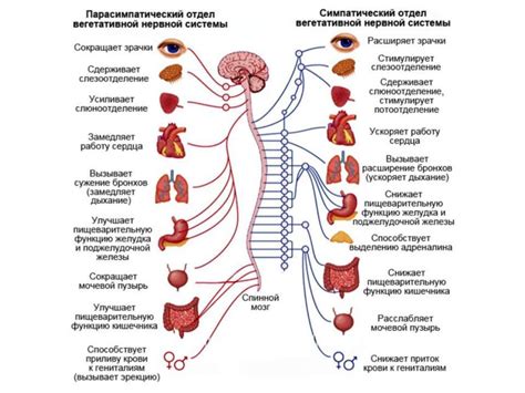 Влияние на состояние нервной системы