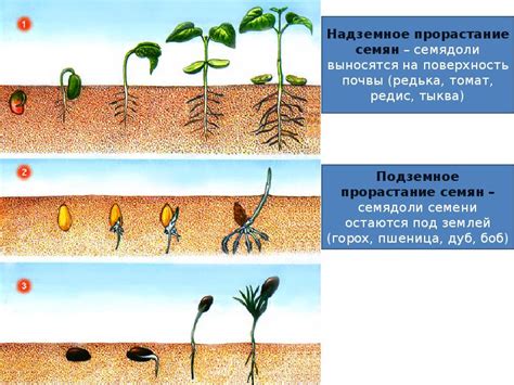 Влияние обрезки на рост и развитие