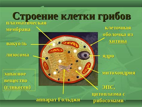 Влияние окружающей среды на клетки грибов и растений