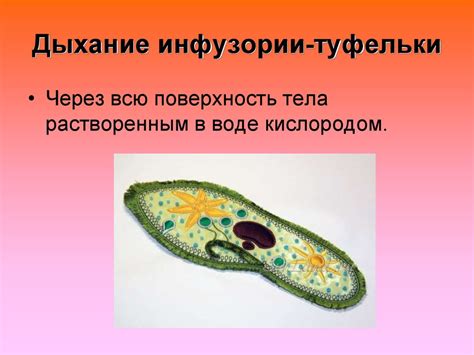 Влияние окружающих условий на дыхание инфузории туфельки