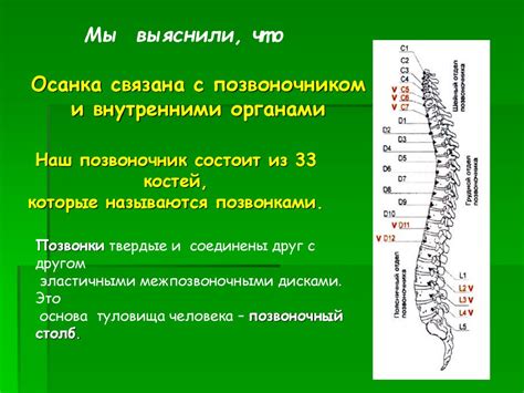 Влияние осанки на здоровье