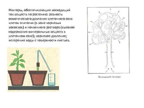 Влияние осмотического давления на гидратацию клеток растений