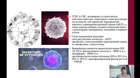 Влияние перекиси водорода на иммунную систему